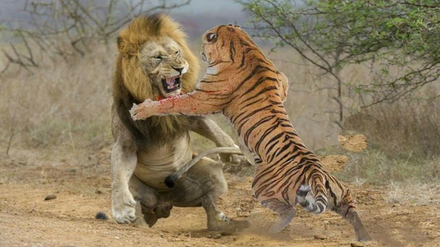 中国狮子vs中国老虎