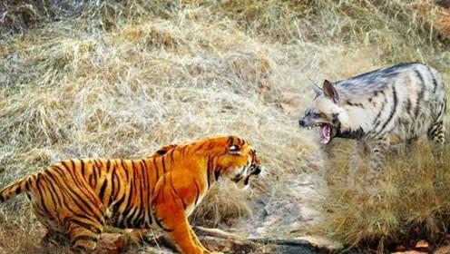 中国老虎vs鬣狗视频直播