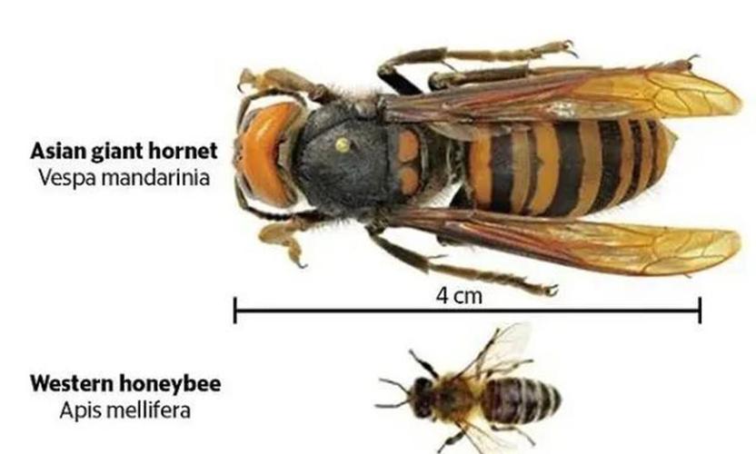 蜜蜂vs日本巨黄蜂谁厉害